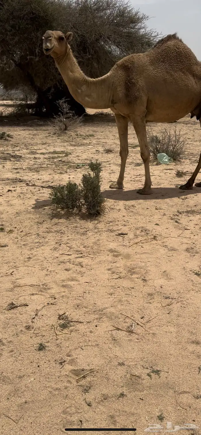 خلفه حمرا تحتها بكره حليبها سطل وهديه م تحرك 6
