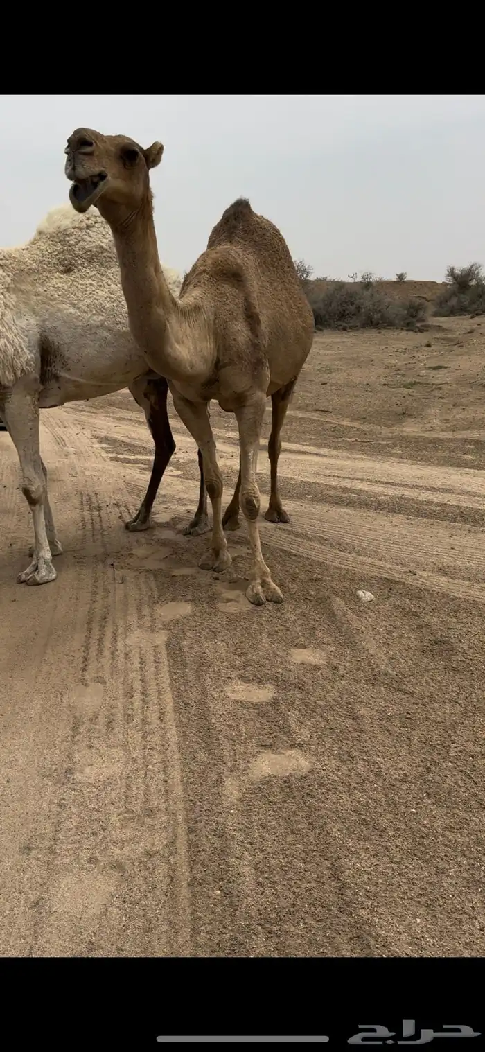 خلفه حمرا تحتها بكره حليبها سطل وهديه م تحرك 4