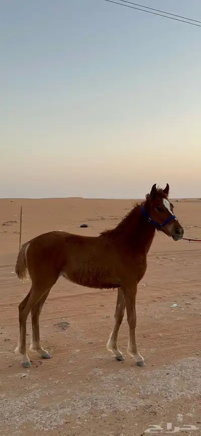 مهره عربية شعبية 0