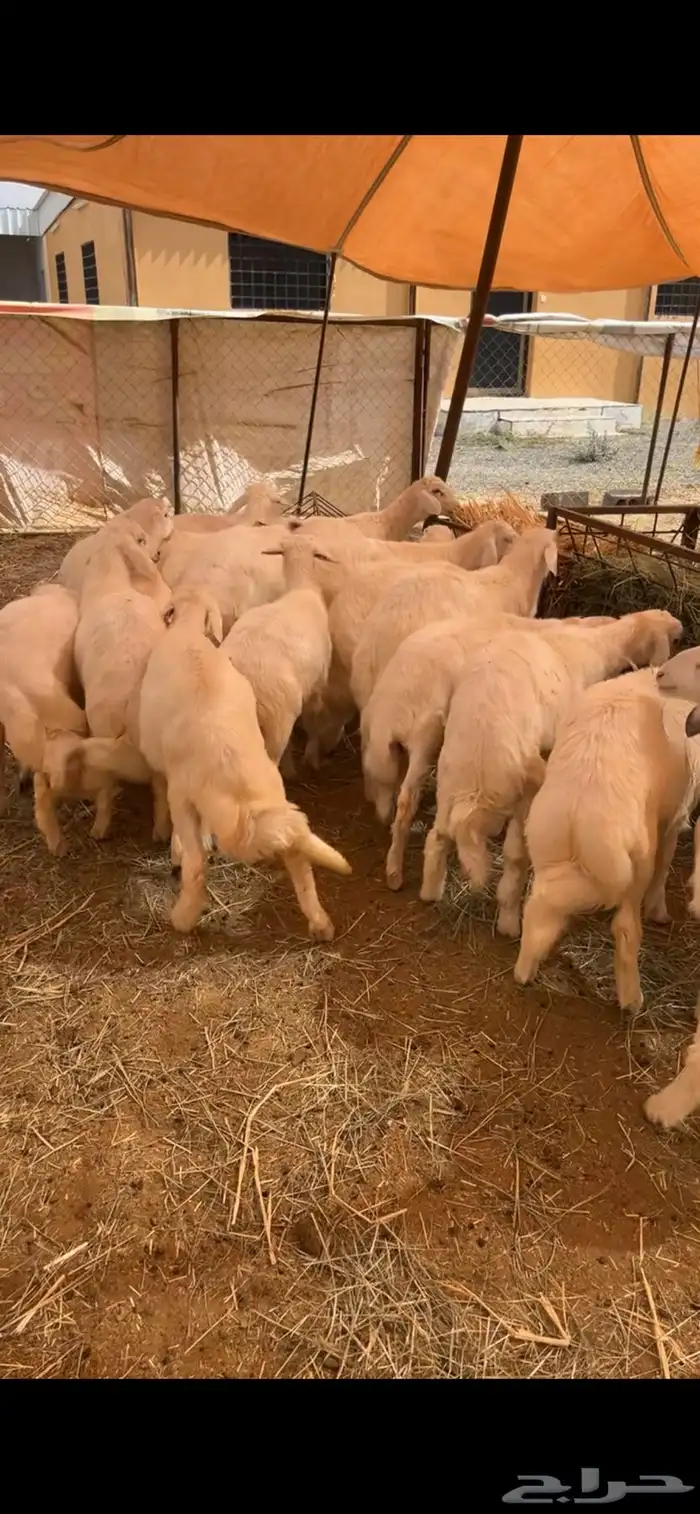 ذبائح أبو ذيب ( يتوفر ذبح وتوصيل ) 8