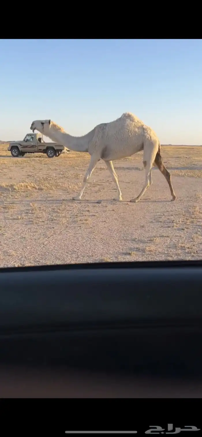 للبيع بكره رمانيه كفو سنها حقه تلقي 0