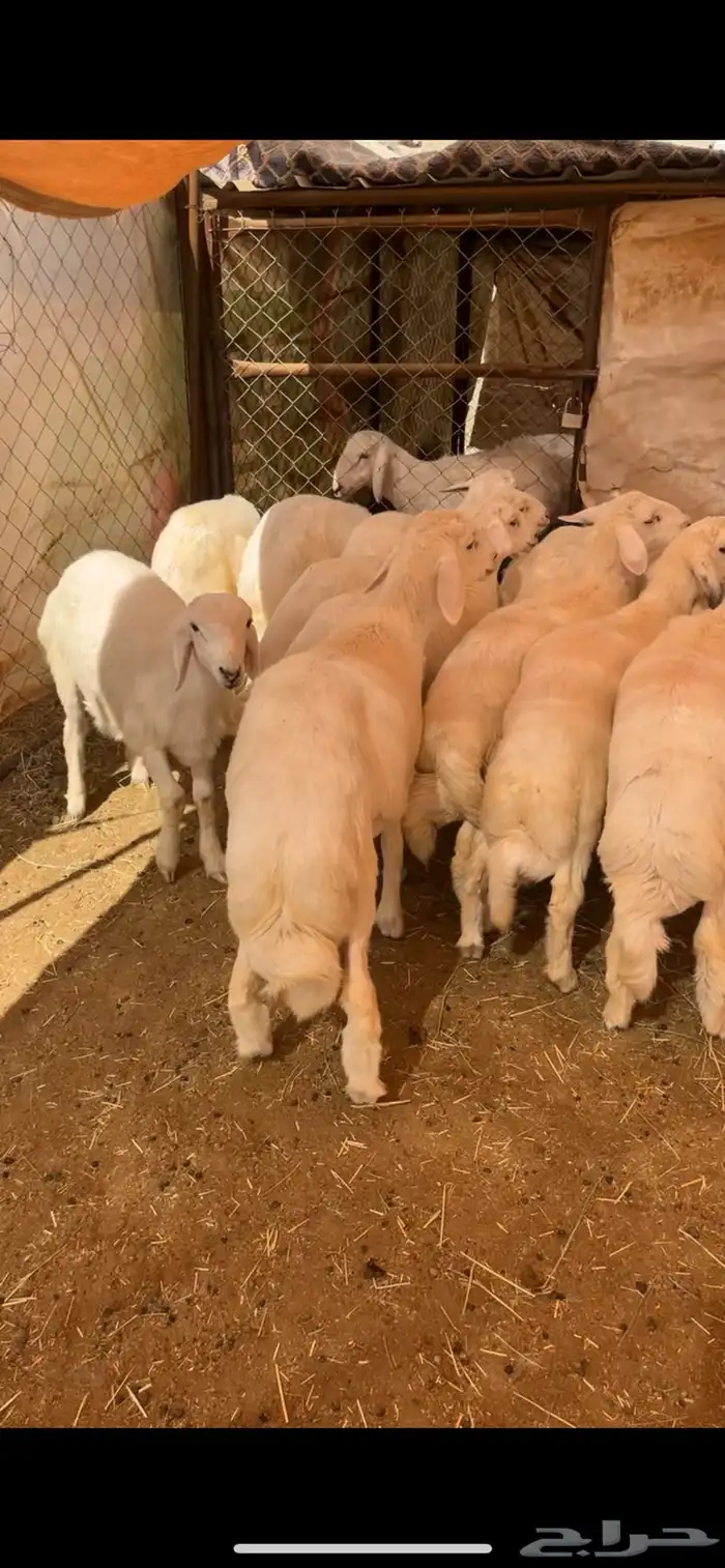 ذبائح أبو ذيب ( يتوفر ذبح وتوصيل ) 9