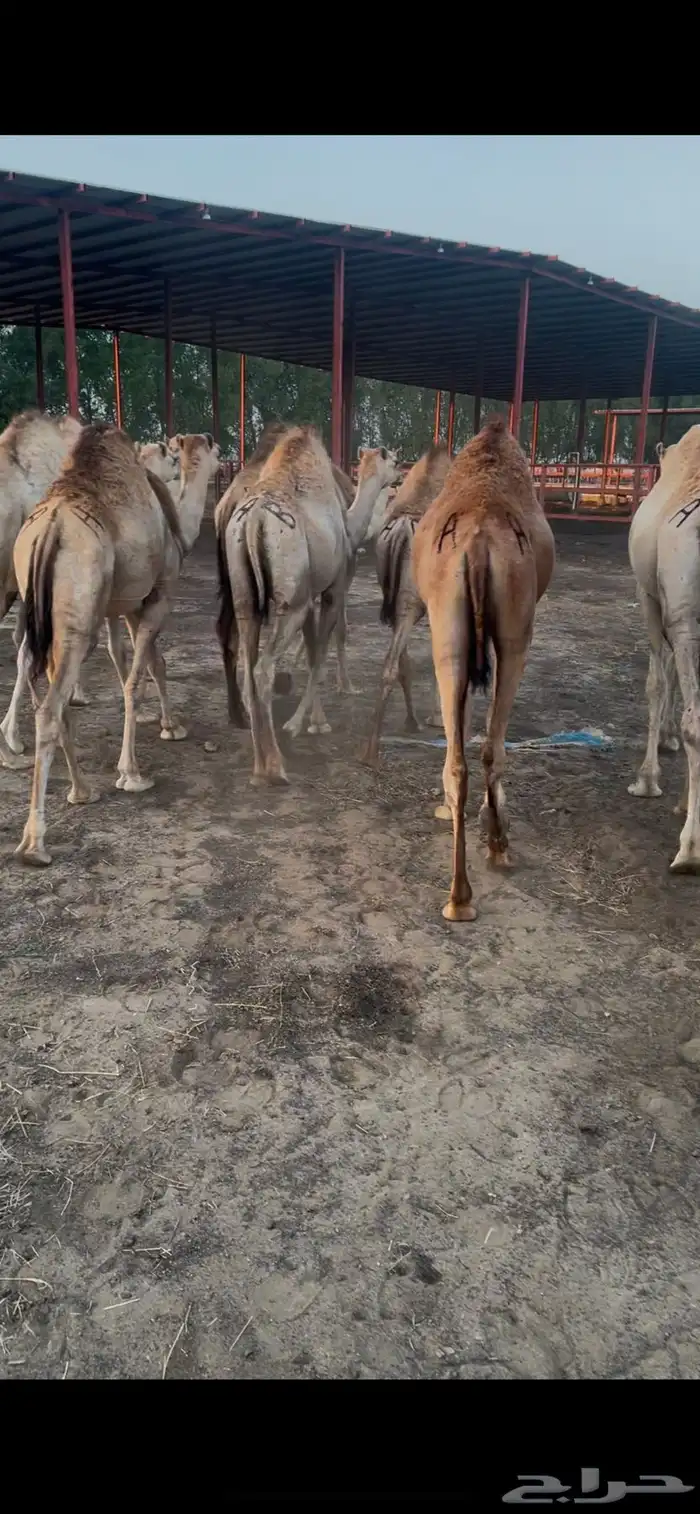 قعدان كفو زوجات 2