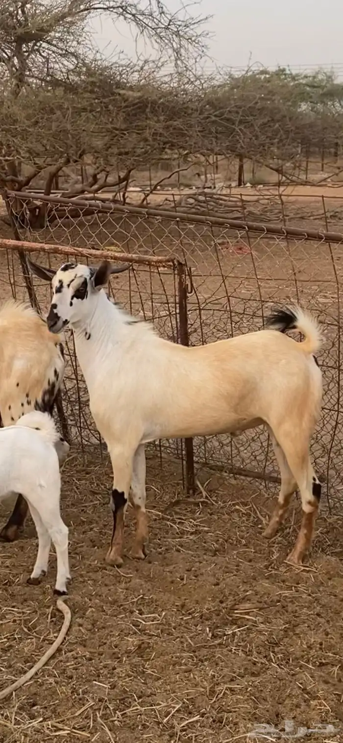 تيوس فحول صنف للبيع 0