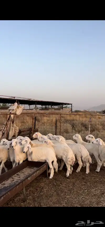 طليان حري الحدد 19 0