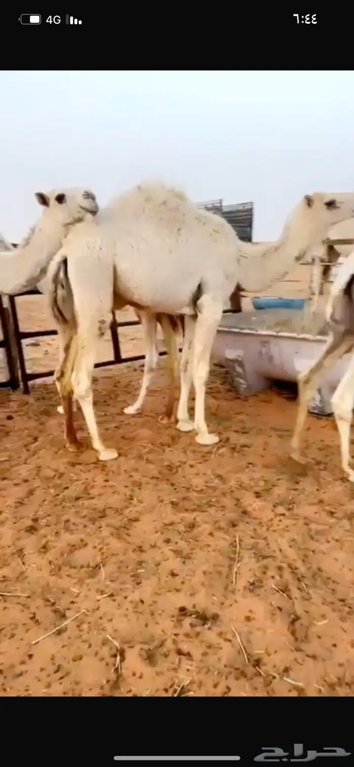 حشو مفاريد فاخره 4