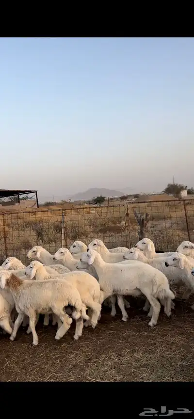 طليان حري الحدد 19 1