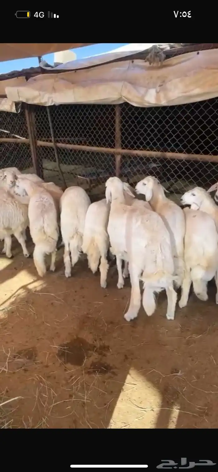 ذبائح أبو ذيب ( يتوفر ذبح وتوصيل ) 4