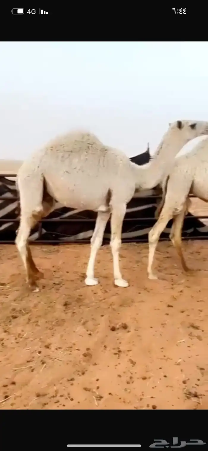 حشو مفاريد فاخره 2
