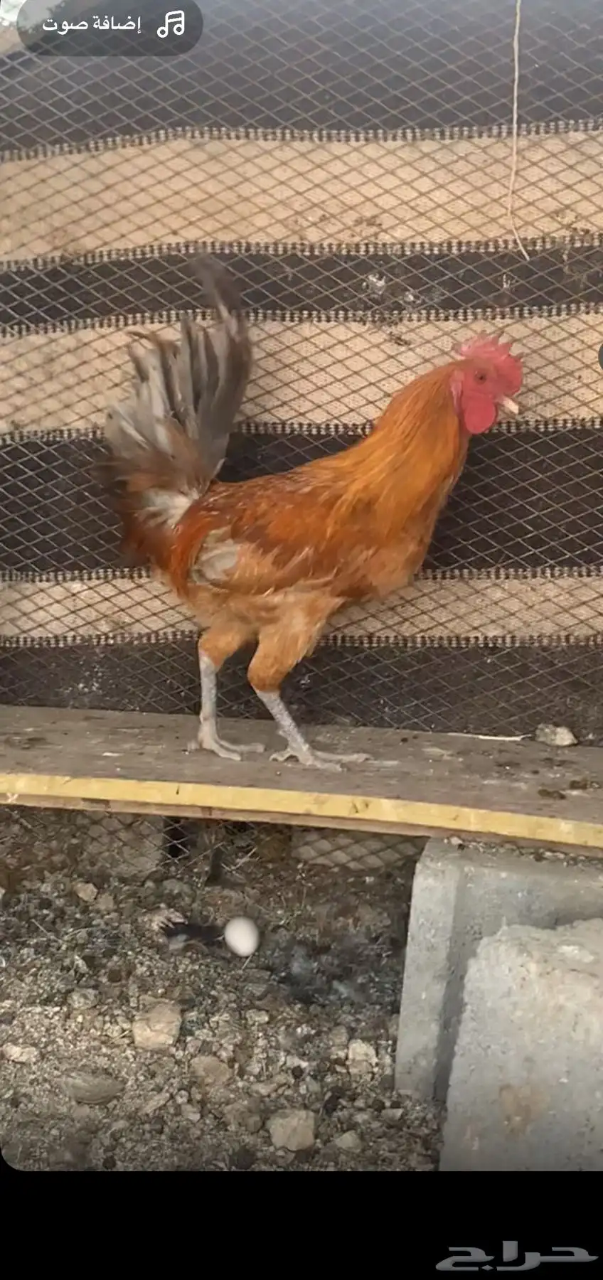 ديكه كفوو 0
