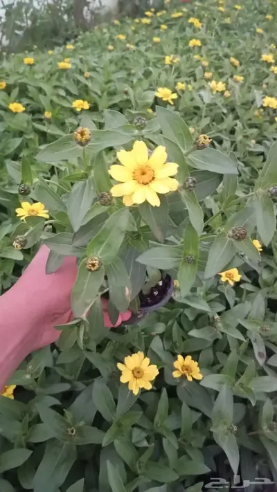زهور زينيا وسيلوزيا وفينكا ( بفته ) اقل الاسعار مع التوصيل 1