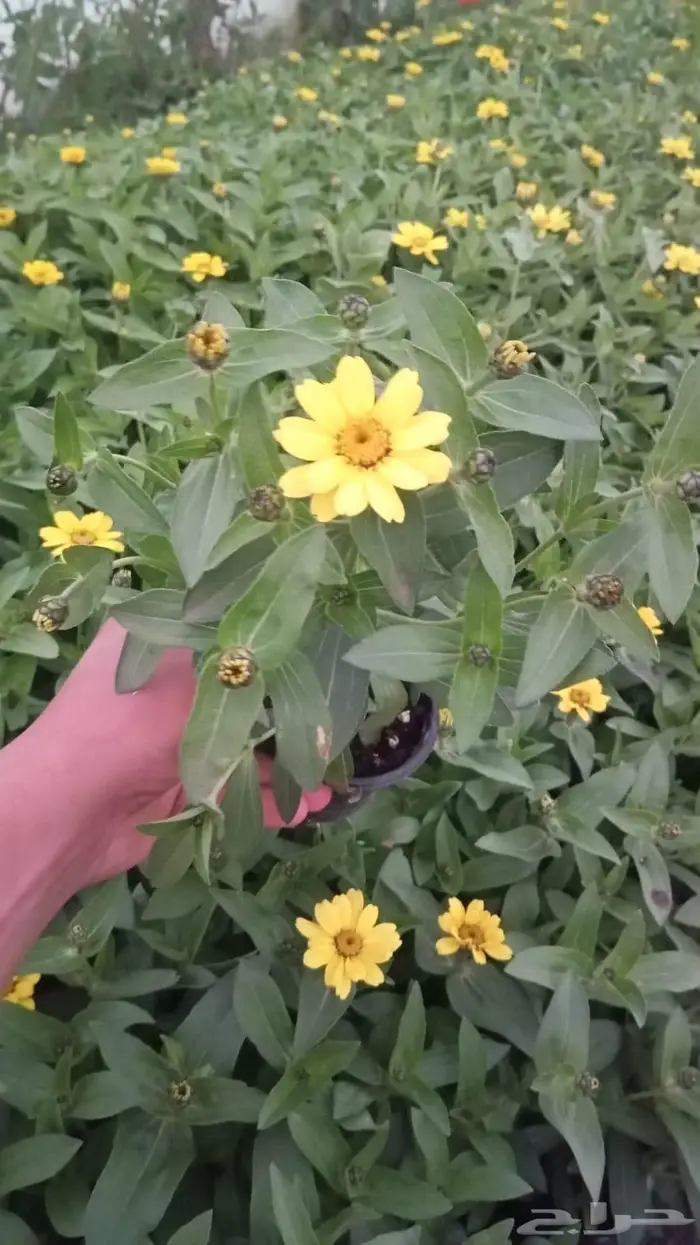 زهور زينيا وسيلوزيا وفينكا ( بفته ) اقل الاسعار مع التوصيل 1