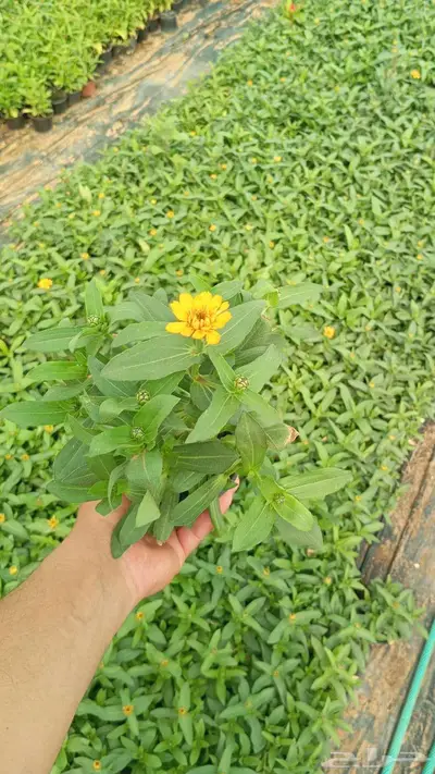 summer flowers vinca - zinnia 57