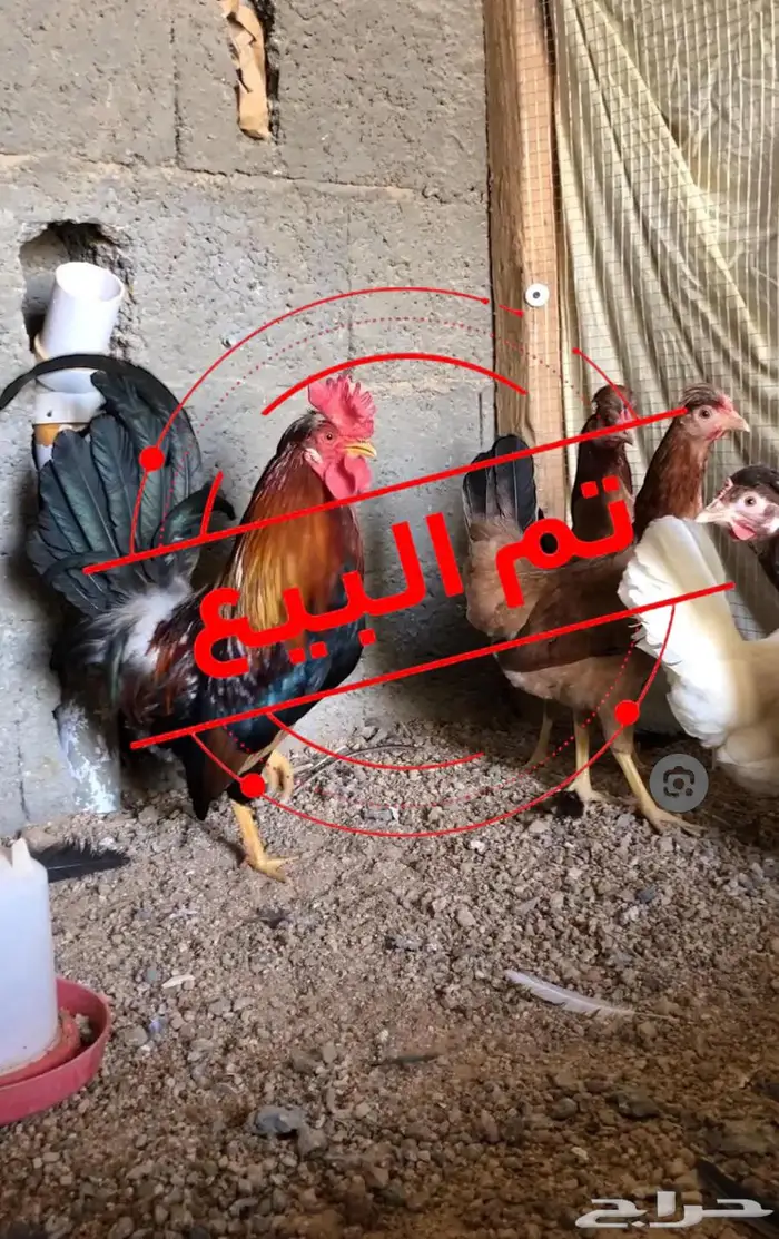 دجاج افرق عربي 0