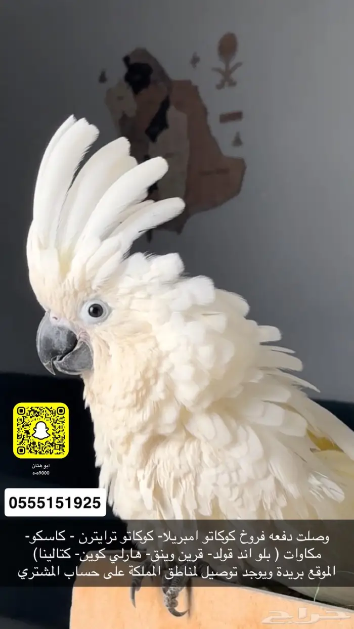 مكاو و امبريلا منوعه 1
