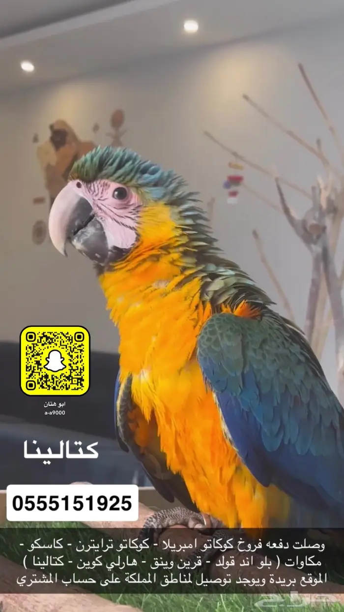مكاو و امبريلا منوعه 4