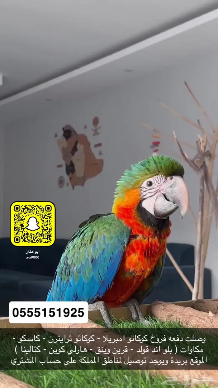 مكاو و امبريلا منوعه 2