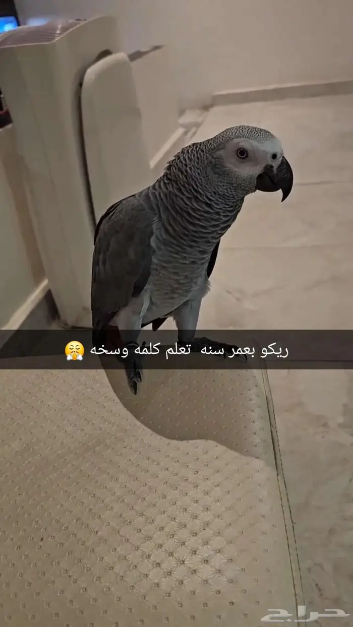 زوج كاسكو كونغو منتج 9