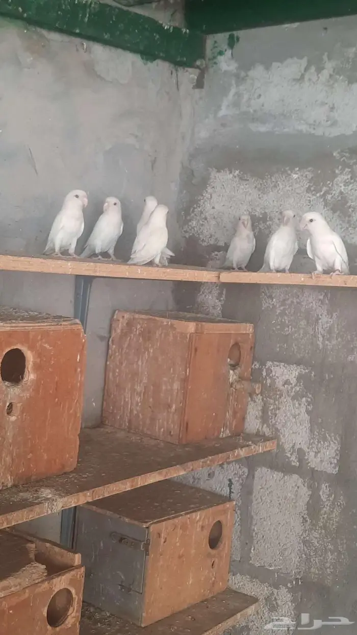 روز البينو عيون حمر 3
