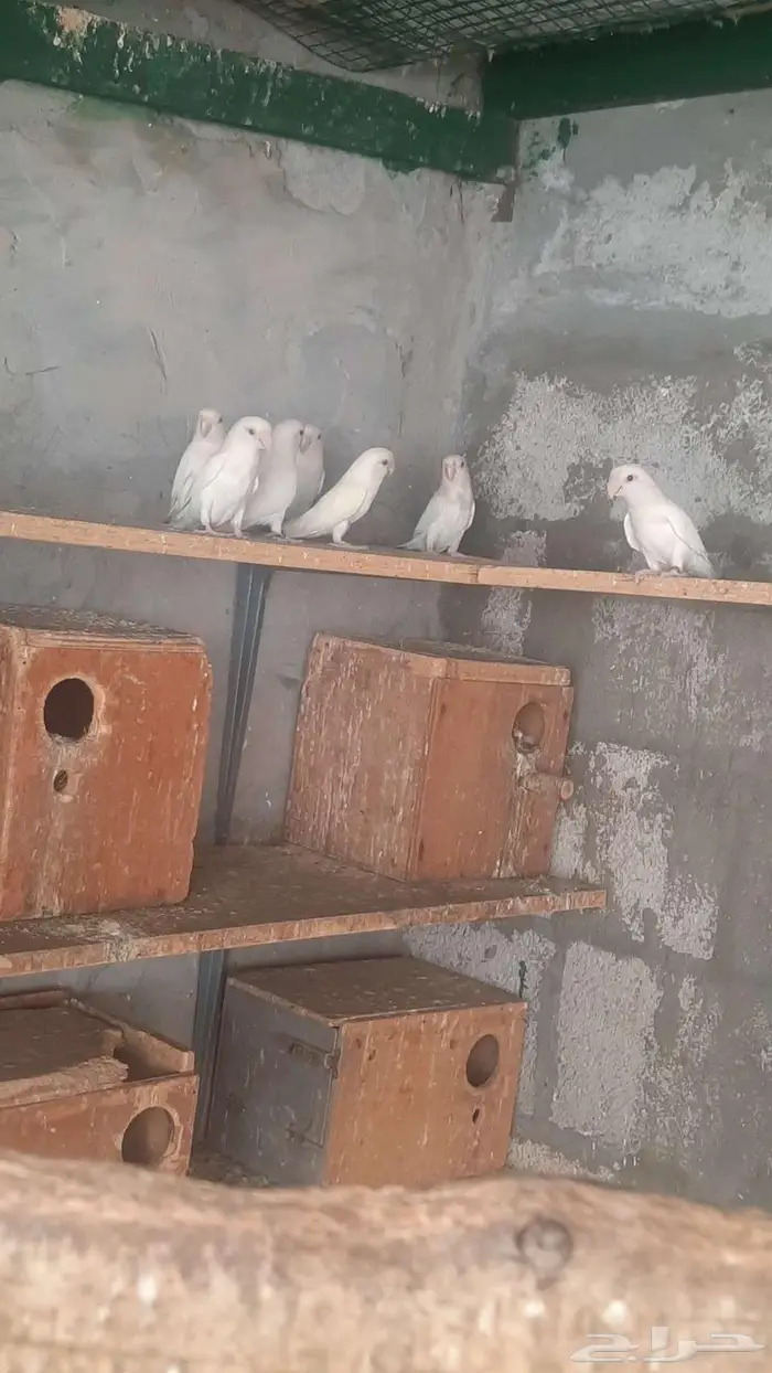 روز البينو عيون حمر 2