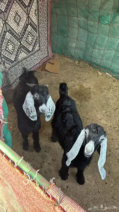 غنم 2