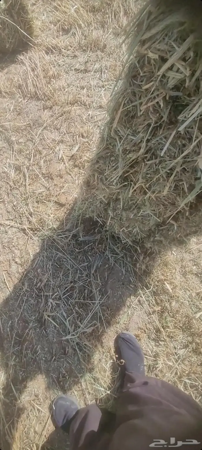 اللبيع. بلكات شعيرسنابل.حبوب صافي اخصرجديد تو محصود مقاس 80 1