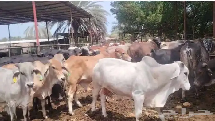 عجول للبيع 0