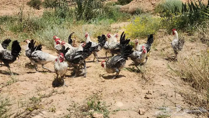ديوك للبيع 1