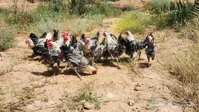 ديوك للبيع 0