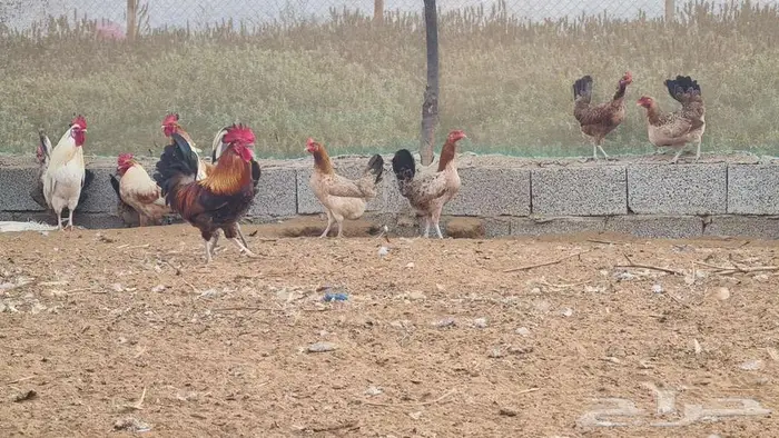 للبيع دجاج بلدي وفيومي العدد  2000 7