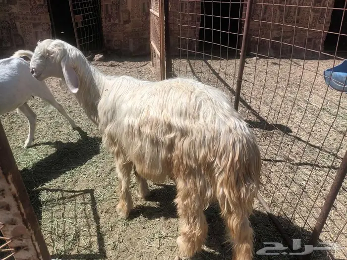 فحل عيسي نجدي كفو جدع 0