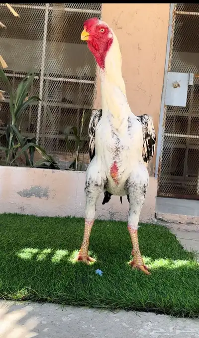 ديك فارسي (حجازي) مميز فاخر ( تم البيع ) 2