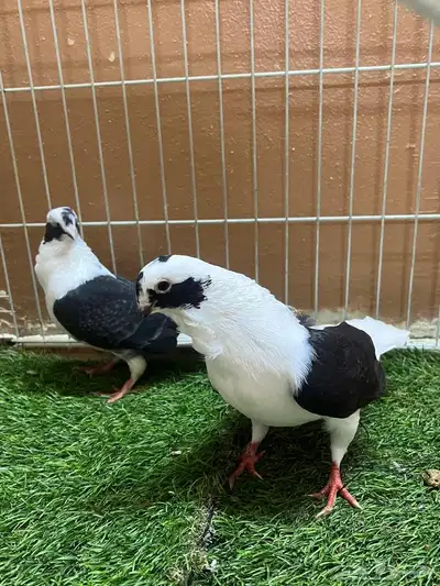 حمام شامي بربريسي 1