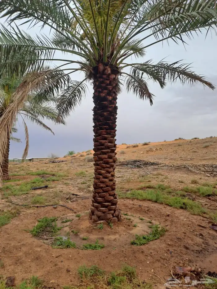 نخل للبيع 4