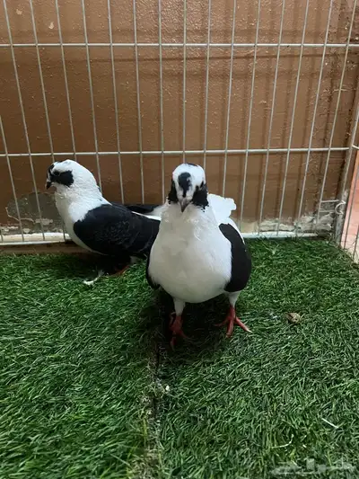 حمام شامي بربريسي 3