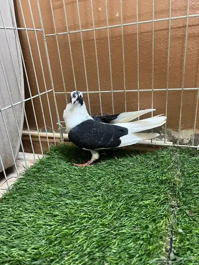 حمام شامي بربريسي 6