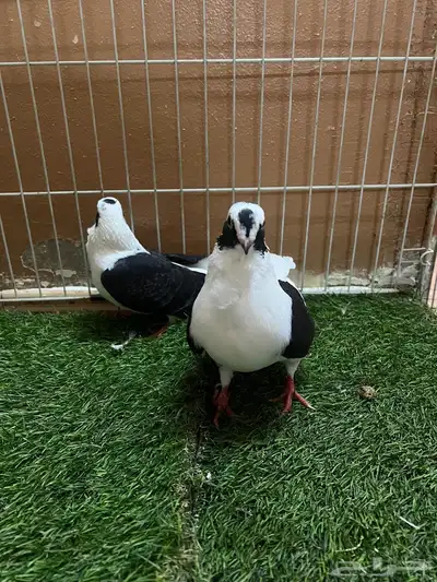 حمام شامي بربريسي 2