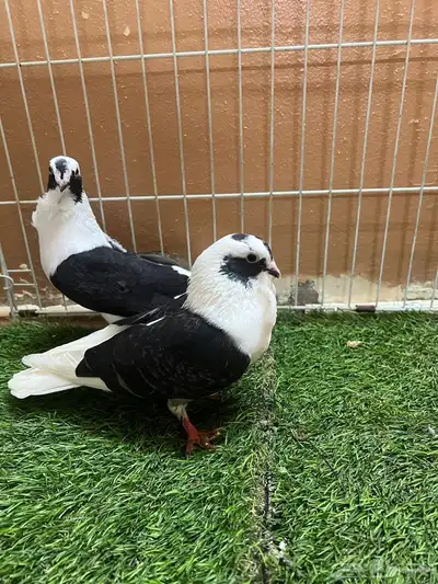 حمام شامي بربريسي 5