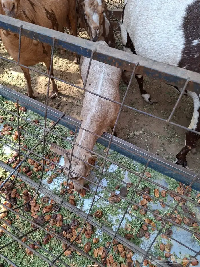 ماعز ( تيس مخلوط) 2