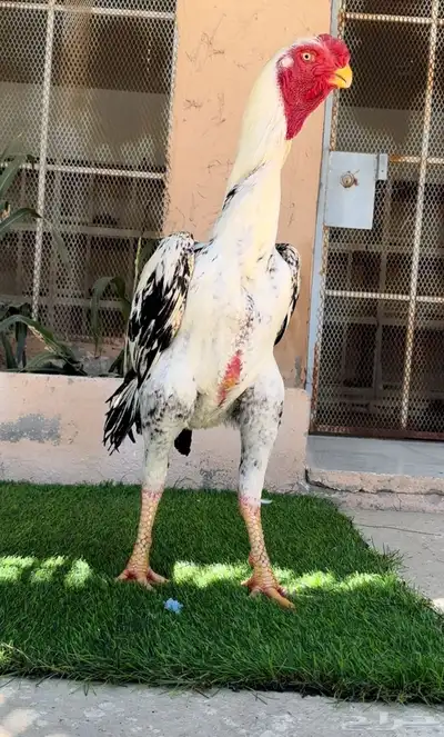 ديك فارسي (حجازي) مميز فاخر ( تم البيع ) 0
