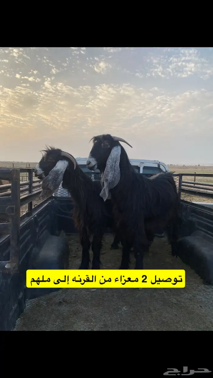 نقل حلال ابوتركي المزاحميه 5
