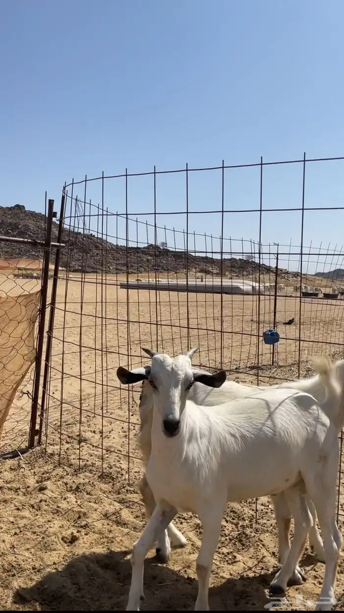 جفران بلدي 1