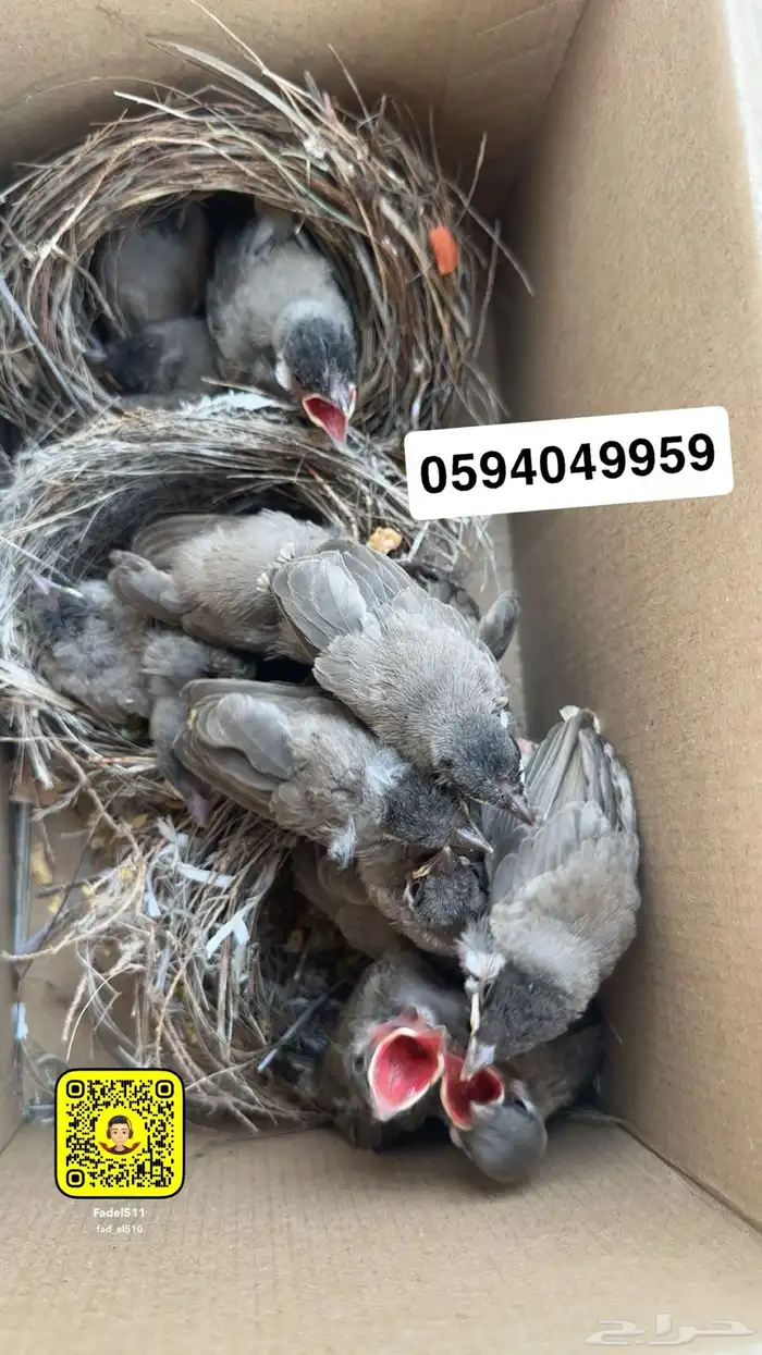 متوفر بلابل حساوي 3