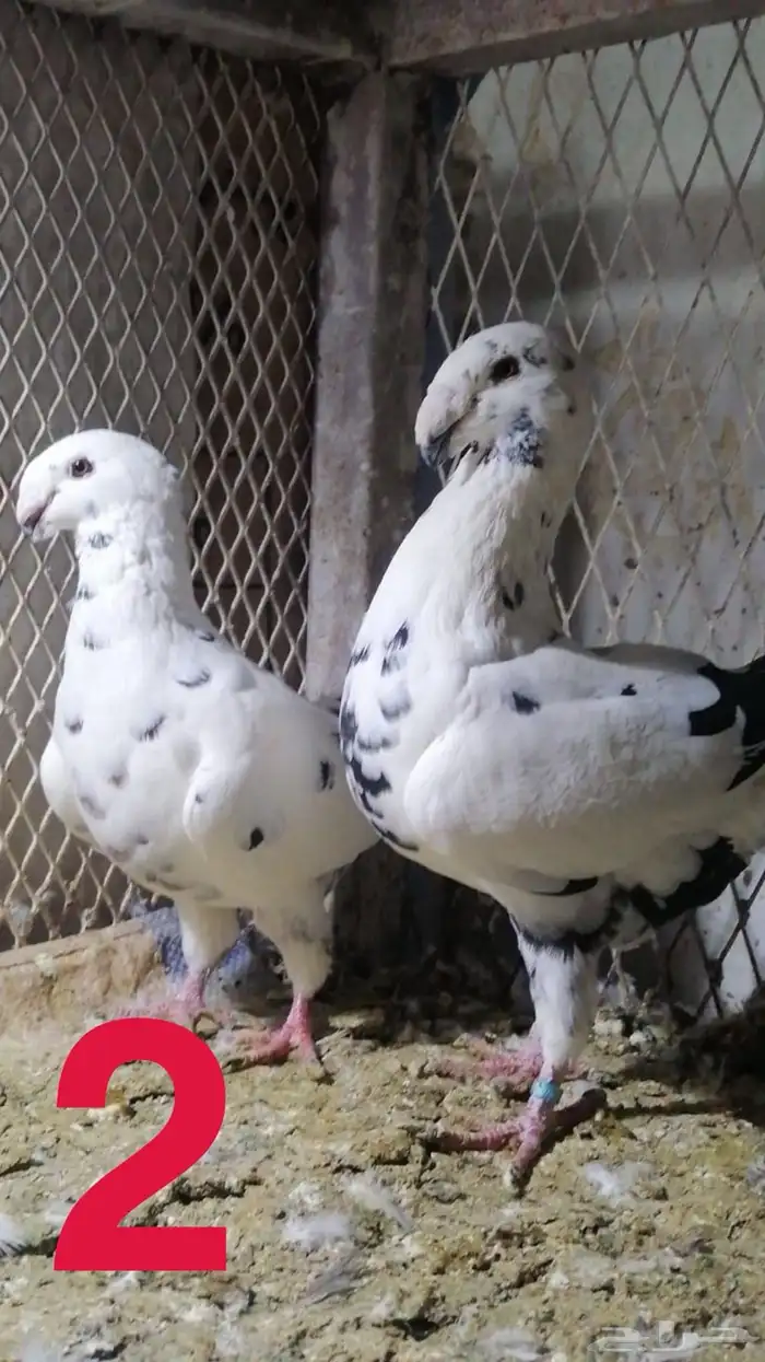 حمام هومر للبيع عل السوم 1