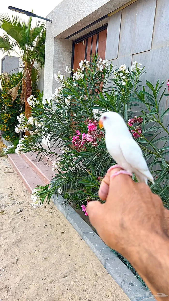 روز اليف 2
