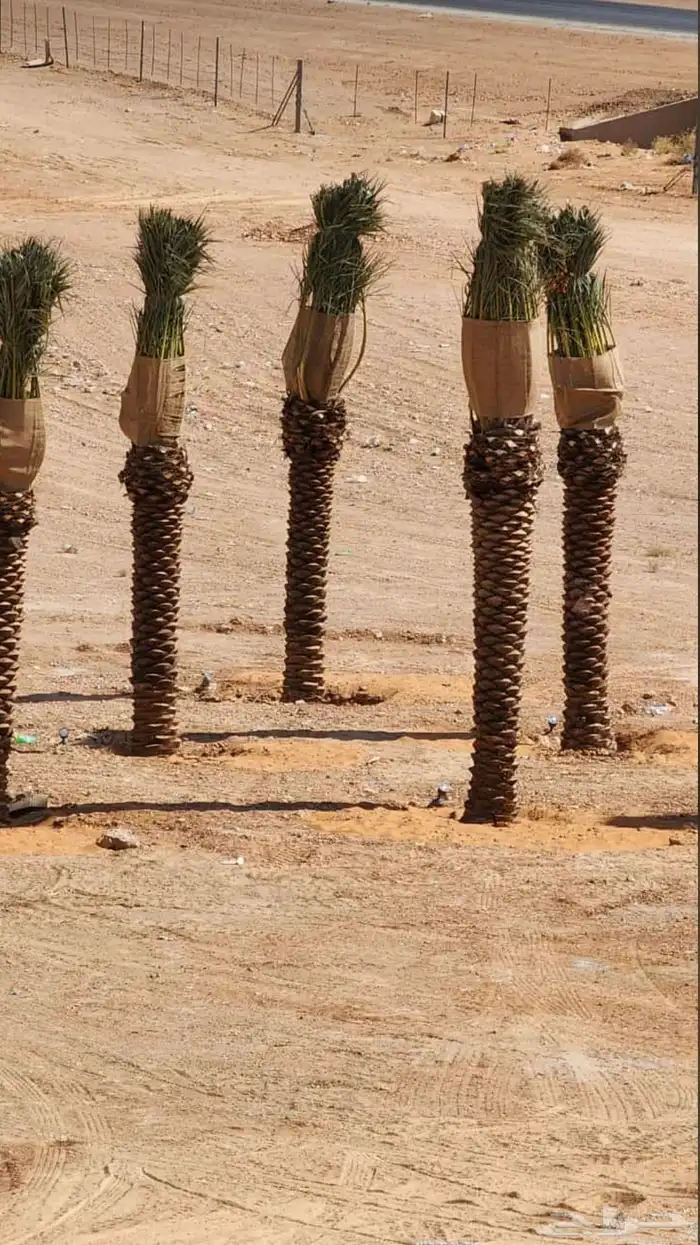 نخل عربي نخل مثمر نخل للبيع 2