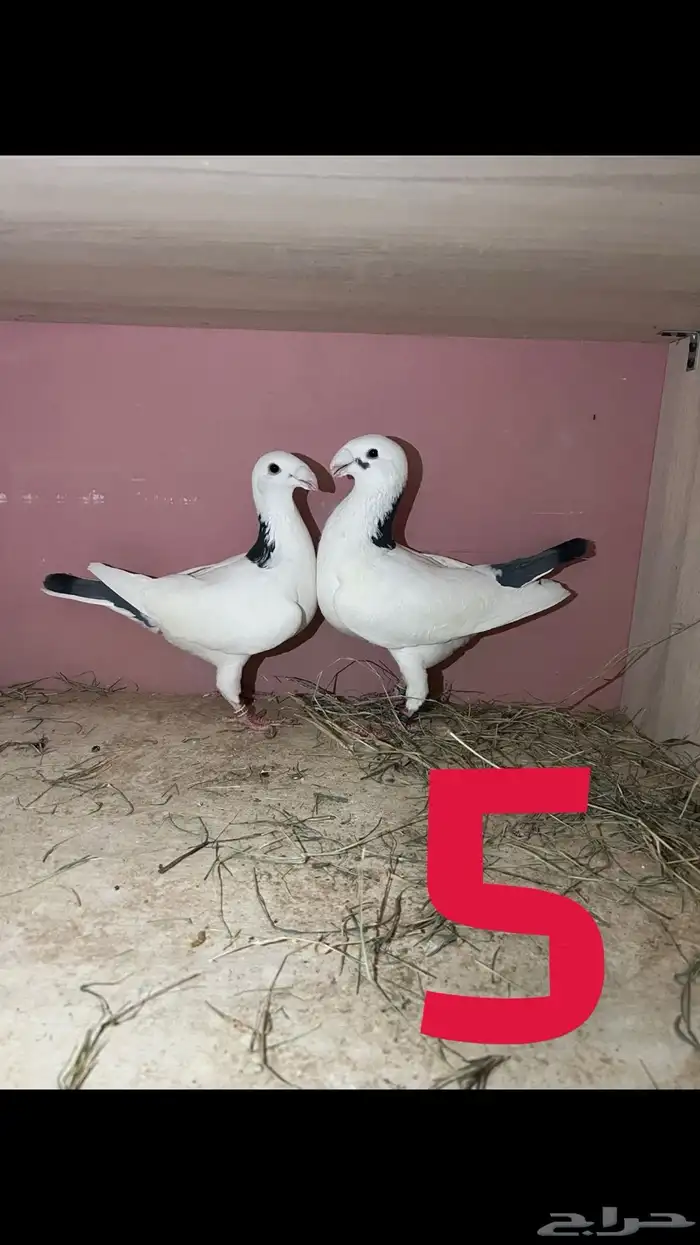 حمام هومر للبيع عل السوم 4