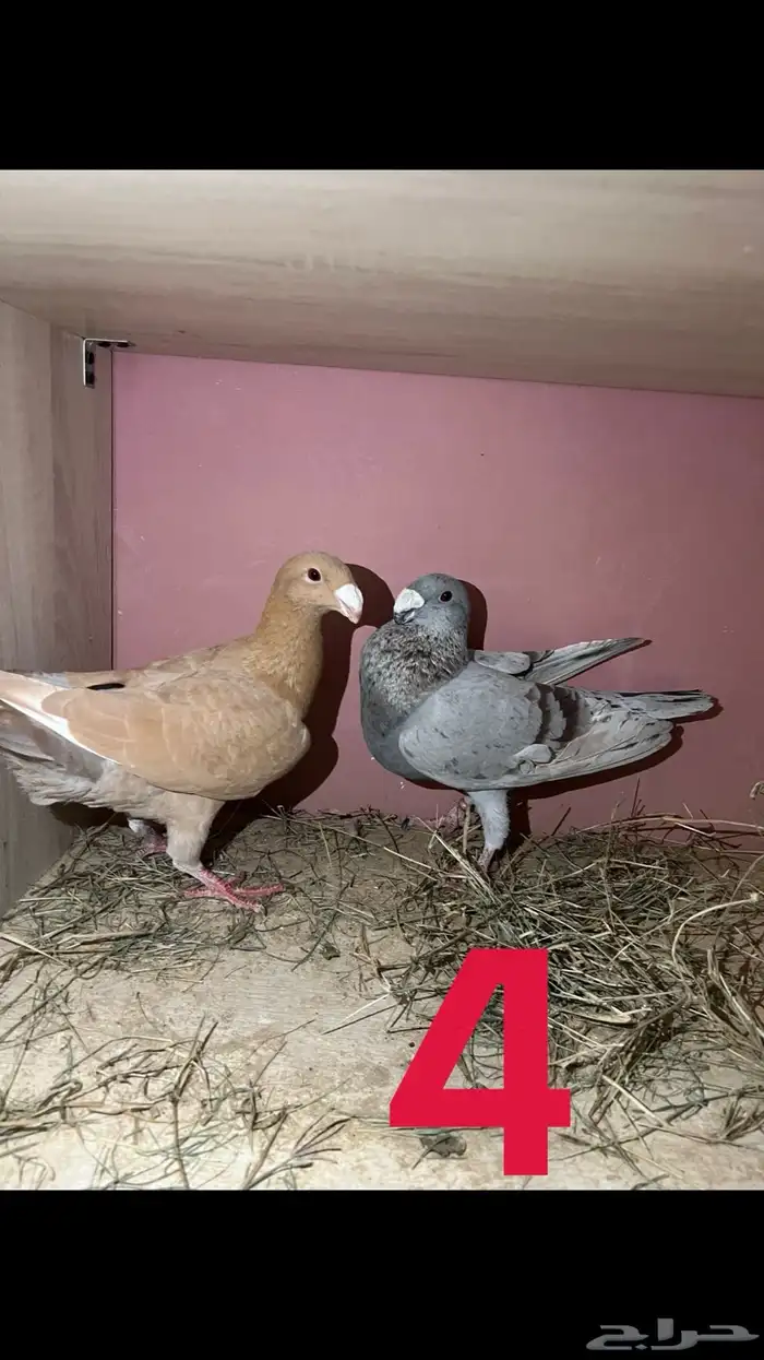 حمام هومر للبيع عل السوم 3