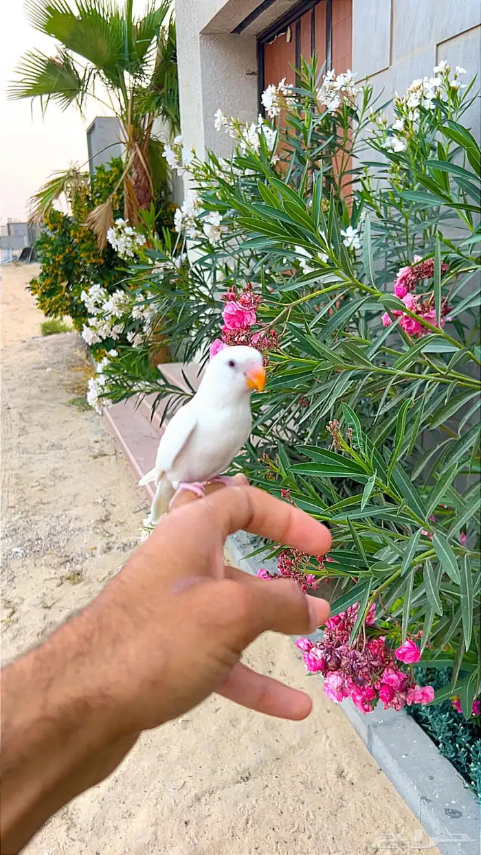 روز اليف 0