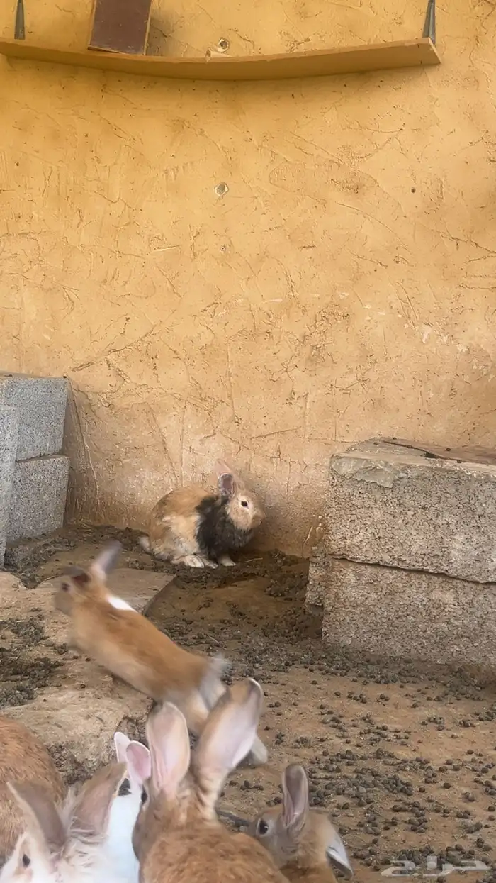 ارانب فرنسي 3